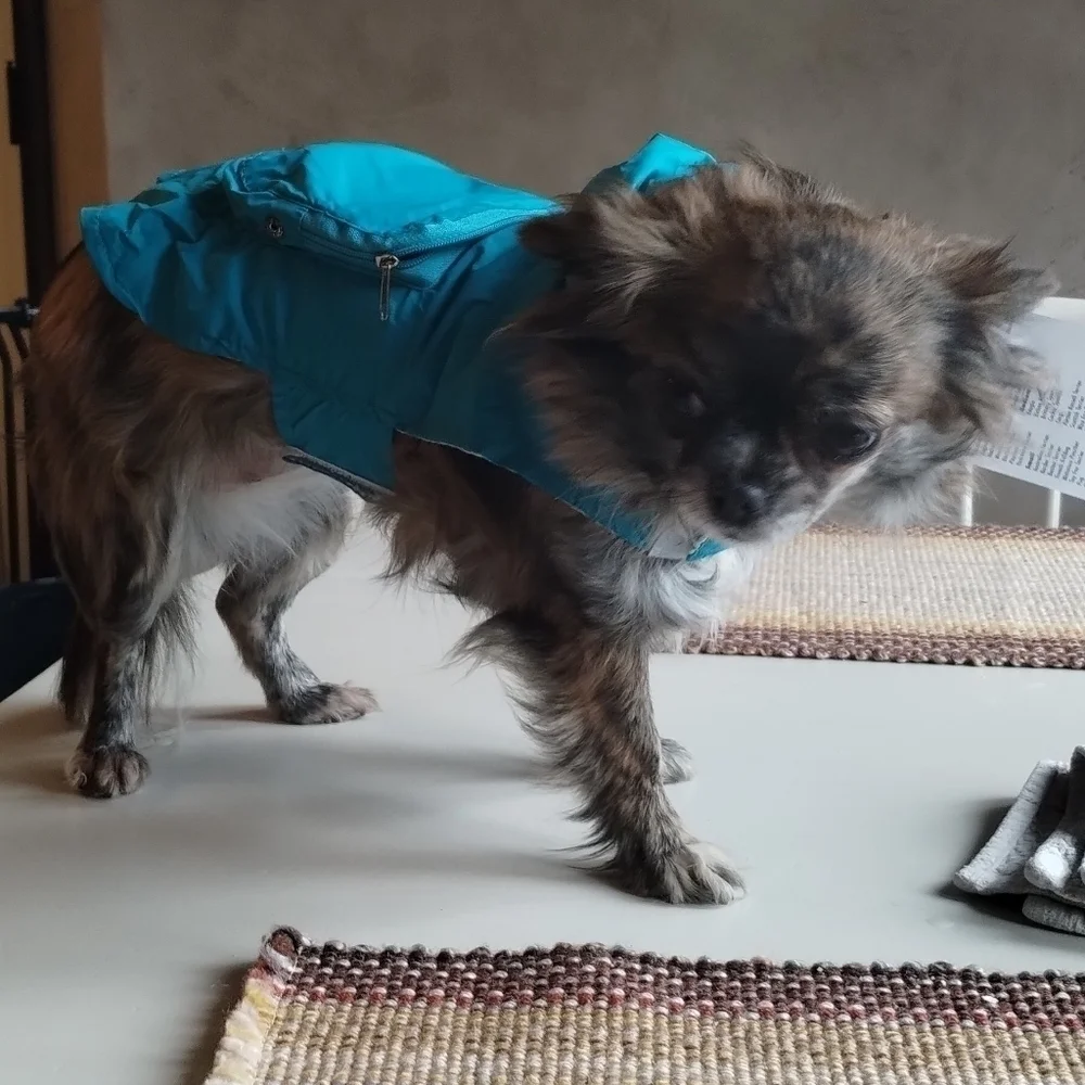 𝅺ZACK & Zoey Dog Stowaway Rain Jacket
